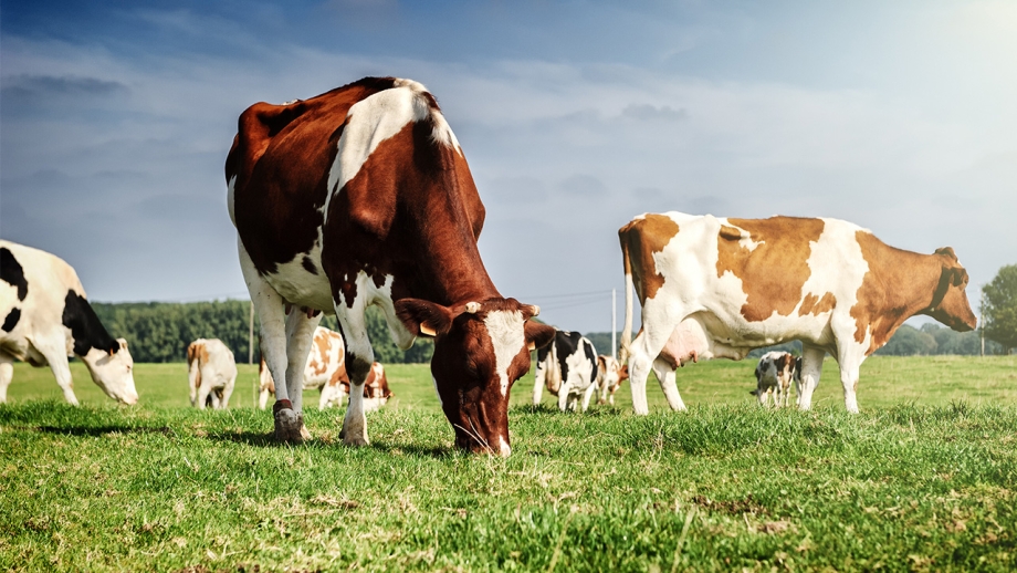 Kühe grasen auf einer Weide