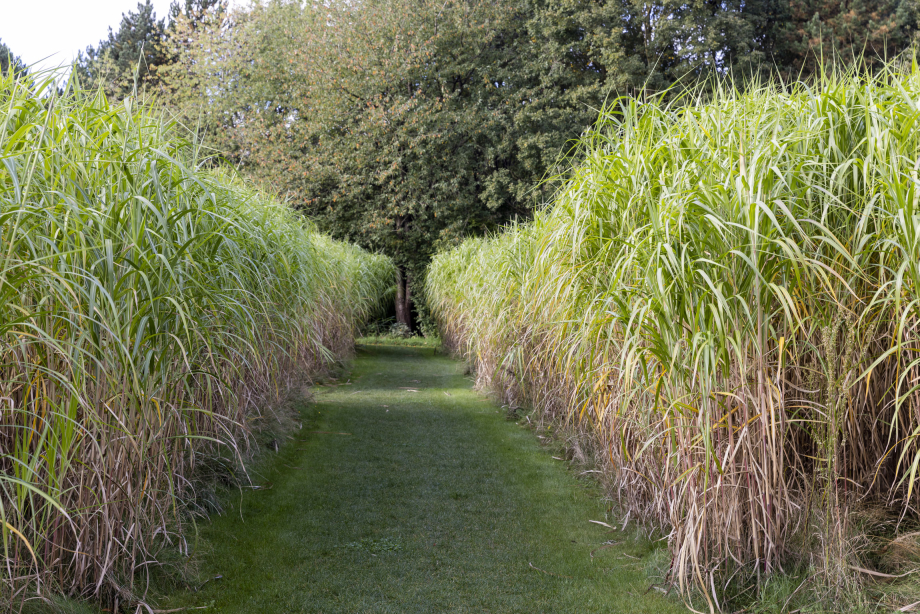 Eine Wiese, rechts und links sehr hohes Gras