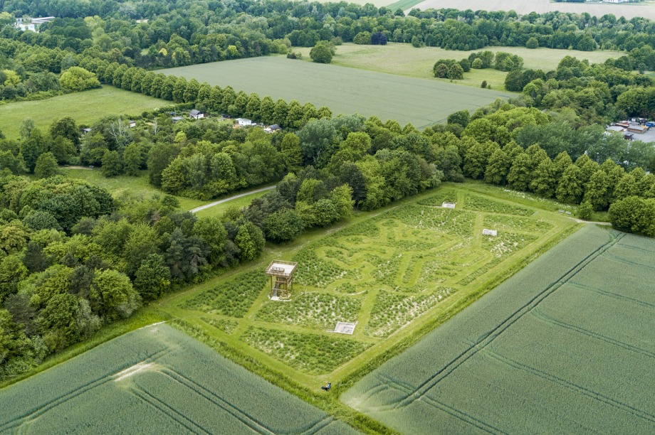 Ein Feld aus hohem Gras in Labyrinthform von oben