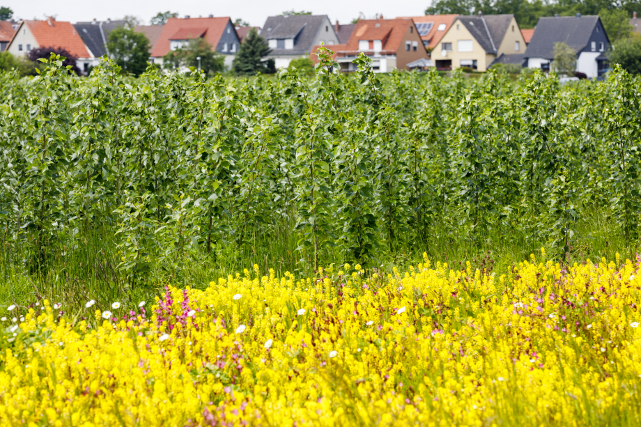 Feld aus gelben Blumen, dahinter grüne Pflanzen, im Hintergrund sind Häuser