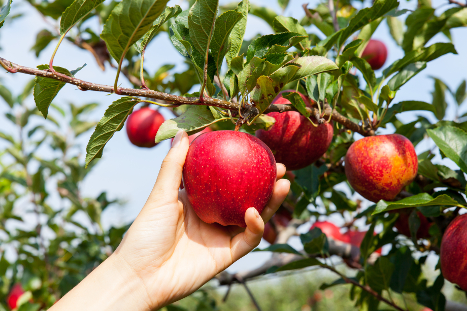 Ernährung_Hand pflückt Apfel