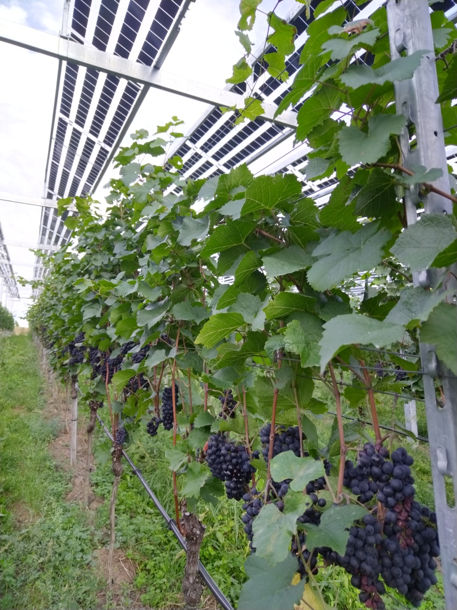 Solaranlage und Weinrebe im Landkreis Emmendingen