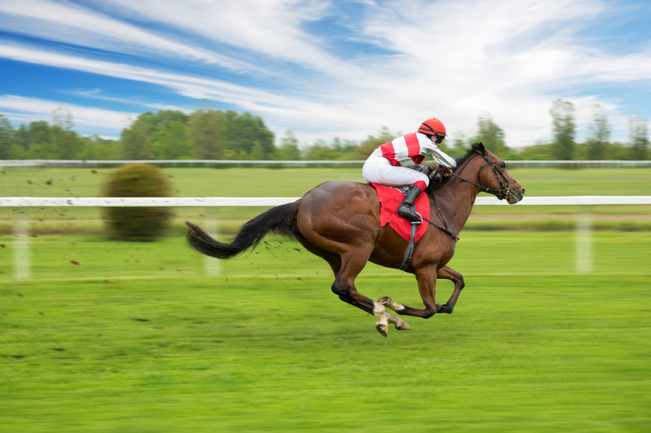 Pferd und Reiter*in auf grünem Rasen