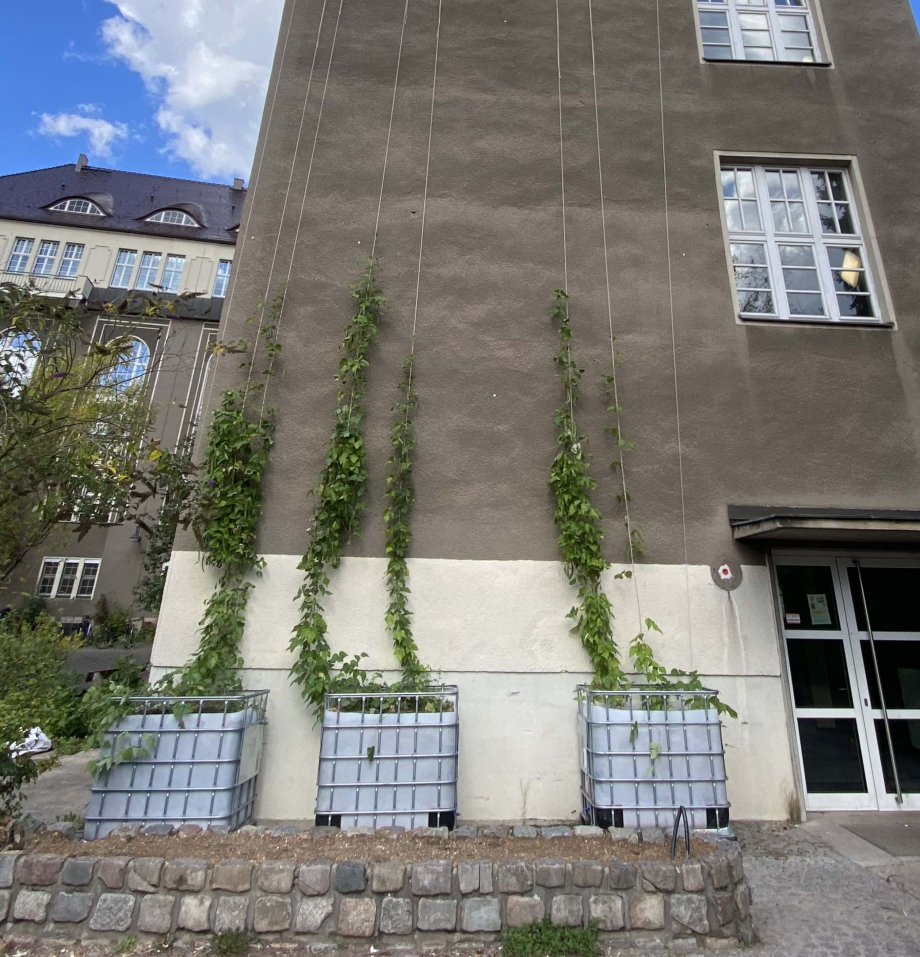 Fassadenbegrünung an einer Schule