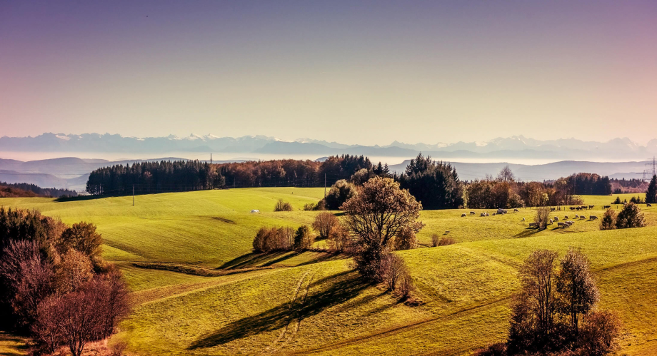 Das Bild zeigt Wiesen und Bäume vor einem Alpenpanorama.