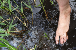 Eine Fuß im nassen Moor