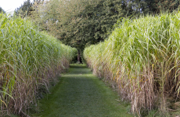 Eine Wiese, rechts und links sehr hohes Gras