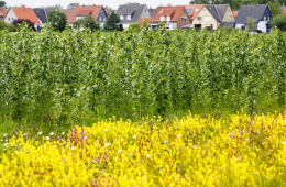 Feld aus gelben Blumen, dahinter grüne Pflanzen, im Hintergrund sind Häuser