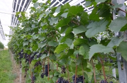 Solaranlage und Weinrebe im Landkreis Emmendingen