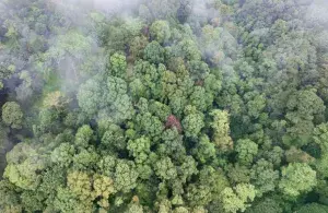 Tropischer Wald von oben