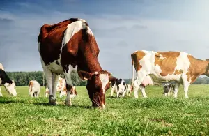 Kühe grasen auf einer Weide